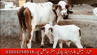 عزیز کیٹل فارم اینڈ پلائی سینٹر حاصل پور Aziz Cattle Farm and Palai Center Hashilpur