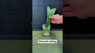 Clivia leaf cuttings #clivia #leaf #leave #cutting #foryou #grafting #grow #plants #plantsoftiktok