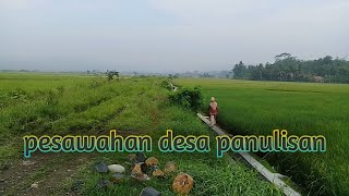 Suasana pesawahan kampung pasir salam/desa panulisan.KAMPUNG KURING