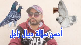 كيفاش تعرف عندك حمام زاجل بمواصفات جيدة 🕊️🕊️