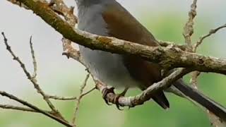 BROWN BACKED SOLITAIRE