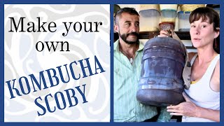 The Complete Guide to Kombucha | Grow your own SCOBY