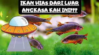 INI KAH IKAN HIAS DARI LUAR ANGKASA??? Ikan hias rasbora galaxy