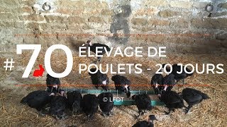 ELEVAGE DE POULETS - 20 JOURS │LFDT #70