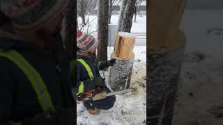 Bark removal pt. 2 chainsaw caving