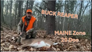 Maine Bonus Doe harvest !- Buck Reaper