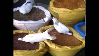 Karachi famous Pigeons Shop All kinds of birds,feeds and medican near sindhi hotel apps 5 number