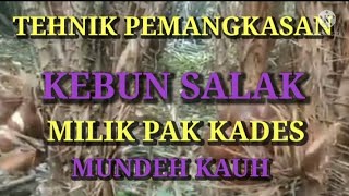 PERAWATAN KEBUN SALAK DENGAN CARA PEMANGKASAN YANG TEPAT