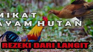 Mikat ayam hutan kejadian langka