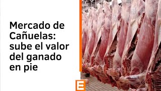 Mercado de Cañuelas: sube el valor del ganado en pie | Canal E