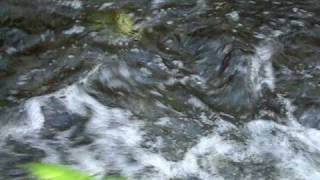 Thetis Lake Stream