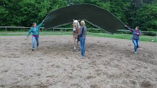 Gelassenheitstraining - Ausschnitte aus einer Privatstunde bei TrickyHorse