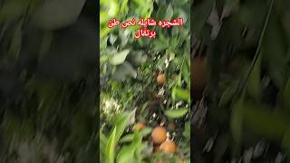 زياده نسبه العقد فى أشجار البرتقال وزياده الانتاج