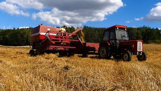 🚜ŻNIWA 2022 W POLSKIM STYLU🌾 Massey Ferguson 186 & ursus c-360🔥