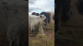 itchy storm girl #cowlover #cow #animal