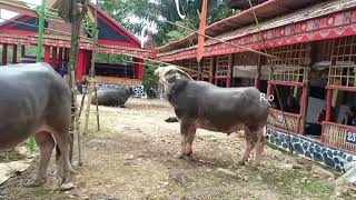 Ibadah Penghiburan & persiapan Mantunu Tedong Tradisi Rambu Solo' ALM.Tulung.K Taruk M. di Panga'