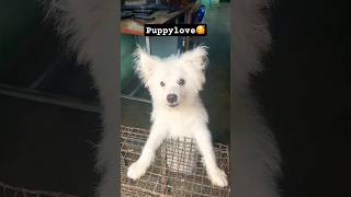 S#soulmate song 🎵🥰 #puppy loves 😘 #feeling #partner #missyou 😩 #hearttouching #feelings #animal