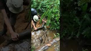 TREK GUNUNG SALAK VIA CIMELATI