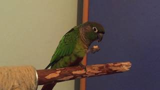 Green cheek conure eats almond / Braunouhi papagaj sa poslasticom