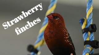 Strawberry 🍓 finches in breeding colour in large planted aviary.