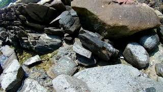 Fish on puddles on the rocks of Koh Samet