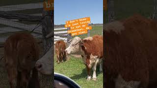 “School Mornings” - Cow’s Eye View🤣#shortvideo #shortsfeed #cows #shorts #school #morning #fyp