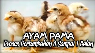 AYAM PAMA Proses Perawatan Pertumbuhan Umur 0 Sampai 1 Bulan