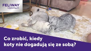 Co zrobić, kiedy koty ze sobą walczą? | FELIWAY Optimum