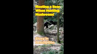 Encountering a Black Bear When Foraging Mushroom #shorts