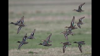 Wie schnell sind Enten im Flug? Krickente, Knäkente _ #Vogelbeobachtung