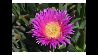 UÑA DE GATO (Carpobrotus edulis)