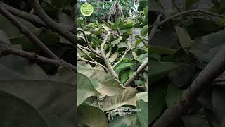 PERBEDAAN 2 JENIS PRUNING‼️full video di deskripsi‼️bantu subscribe🌱