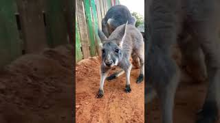 Some of our favorite baby kangaroo bloopers! #animal #kangaroo #cuteanimals #cute #funnyanimals