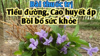 Bài thuốc trị tiểu đường, cao huyết áp, bồi bổ sức khỏe. PHAN HẢI Vlog.