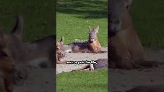 Patagonian Mara: The Unusual Rodent 🦫🦫🦫