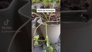 Horta de Morangos