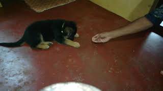 German shepherd puppy Learning SIT(2)