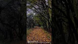 OH MY... isn't that gorgeous! 🍂🍁 #autumn #autumnwalk #lancashire