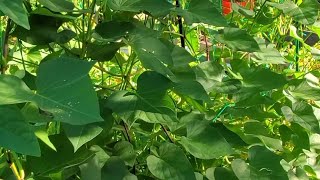 Growing sweet potatoes vertically 😍