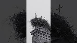 #cigüeñas en su #nido. #plumaje al #viento. #ermitamadrededios #montalban #cordoba #andalusiaspain.