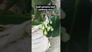 part2 mulai keluar bunga hasil sambung sisip#berkebun #berkebundirumah #pertanian #petualangan