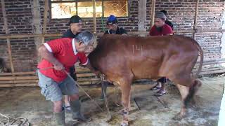 Kesedihan Empat Ekor Sapi Qurban Tau Akan Dipotong