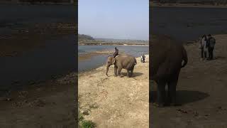 Real Elephant 🐘😍😍#shorts #shortsfeed #shortvideo