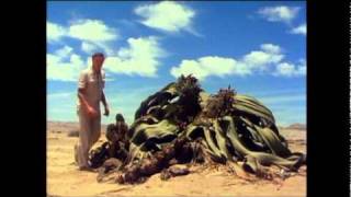 Welwitschia of the Namib desert is truly a bizarre plant, a living fossil