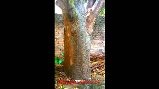 रुखले आफ्नो लागि आफै पानी संग्रह गर्दै।। how tree collect water ll rain sound ll