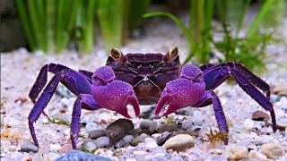 Crabs Communicates By Waving Or Drumming Their Pincers