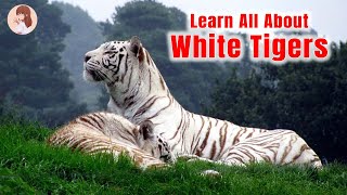 Facts About White Tiger