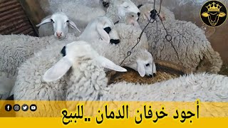 متوفر تسعة خروفات الدمان للبيع