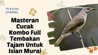 Masteran Cucak Kombo Full Tembakan Tajam Untuk Isian Murai