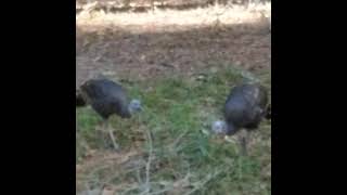 Florida Wild Turkeys